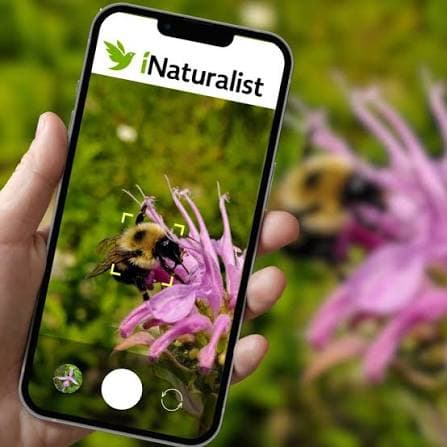 L'application iNaturalist utilisée pour photographier un bourdon sur une fleur